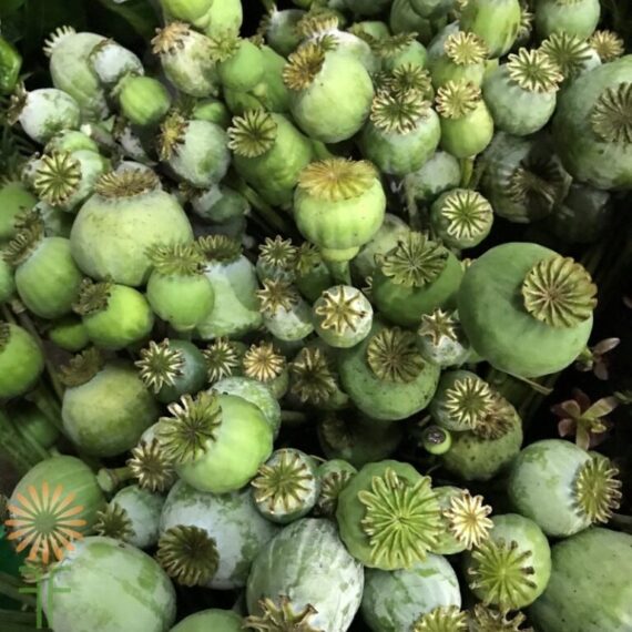 Untreated Poppy Pods