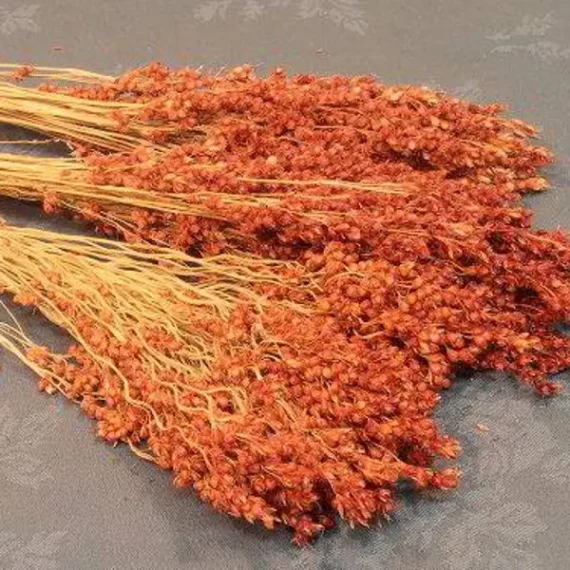 Phalaris-Dyed Spice