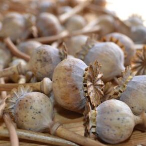 Dried Poppy Pod Heads