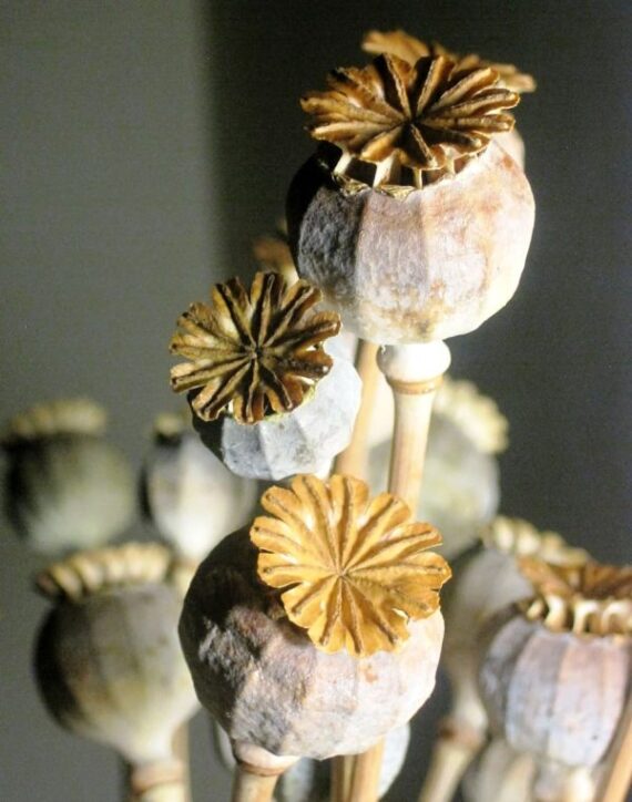 Dried Papaver poppy pods