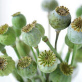 Untreated Poppy Pods