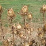 Dried Nigella Poppy Pods