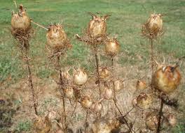 Dried Nigella Poppy Pods