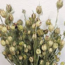 Dried Nigella Poppy Pods