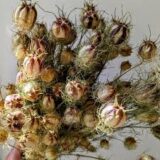 Dried Nigella Poppy Pods