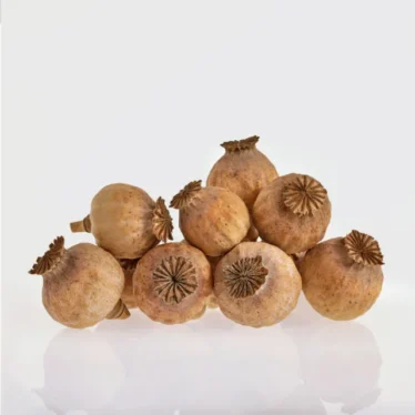 Dried Poppy Capsules
