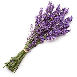 what to do with dried lavender bunches
