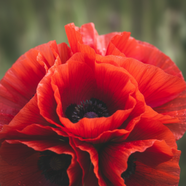 Vibrant Poppy Petals