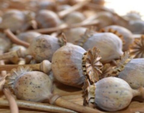 Dried poppy pods