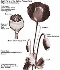 Anatomy of a poppy pod showing the stigmatic disc, pores, capsule wall, and seeds.