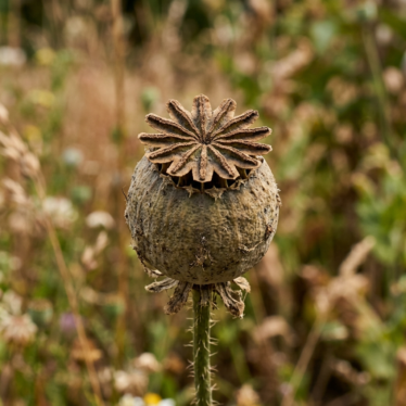 Close-up of a mature Papaver somniferum pod showing the star-shaped crown and seed pores