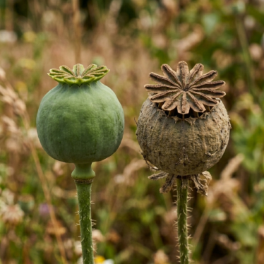 Green and dried Papaver somniferum pods shown side by side to compare maturity stages