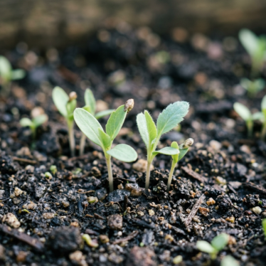 Blue poppy seedlings emerging on the soil surface one to three weeks after sowing.