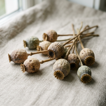 Dried poppy pods showing papery texture and rounded seed capsules on neutral linen.