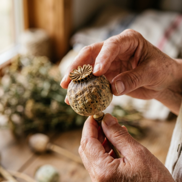 Hands carefully inspecting a premium dried poppy pod to check quality and structural integrity.