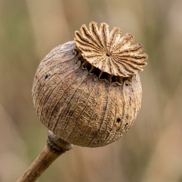 Close-up of an Austrian dried poppy pod showing its stigma disk and fine vertical ridges