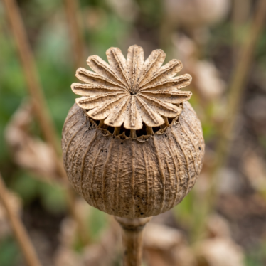 Close-up of an Austrian dried poppy pod showing its stigma disk and ridges