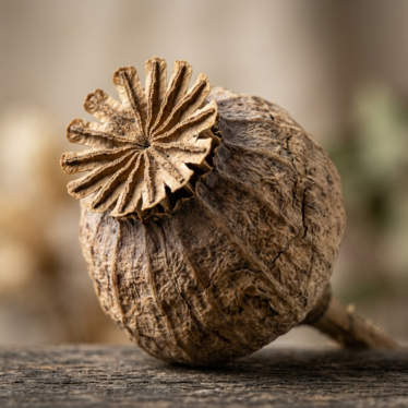 close-up of premium Austrian dried poppy pod showing stigma disk and vertical ridges