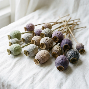Close-up of dried colorful opium poppy pods showing varied hues from sage green to silver-grey and dusty violet arranged on a white linen surface.