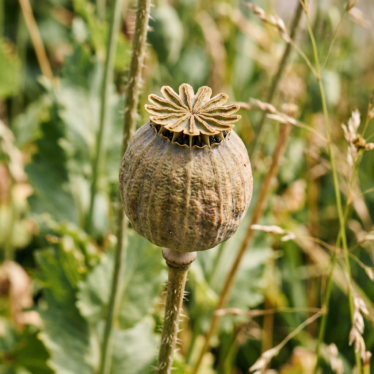 Close-up of high-quality Austrian poppy pod showing ribbed texture and intact crown