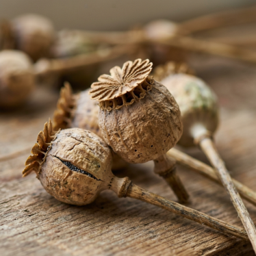 dried poppy seed pods