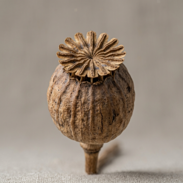 Papaver somniferum pods UK close-up showing the ribbed crown detail.