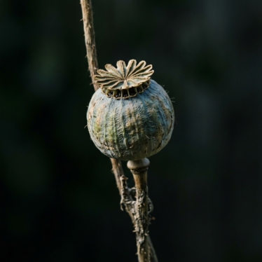 Close-up of a mature Papaver somniferum pod showing its rounded shape and natural texture.