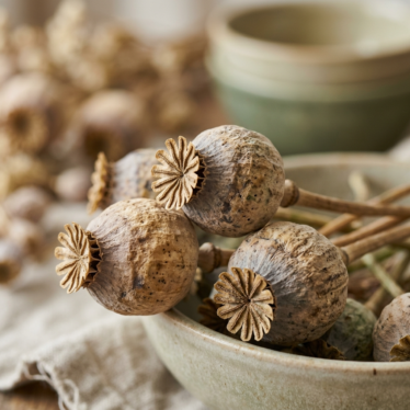 Close-up of premium dried poppy pods showing rich natural color and texture.