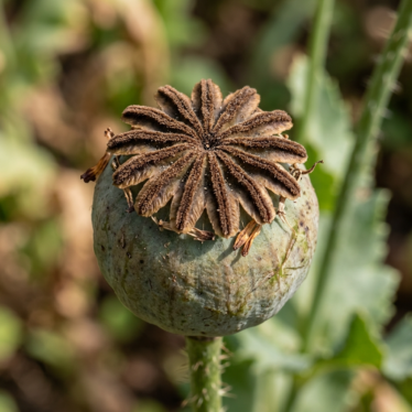Close-up of a single Papaver somniferum seed pod showing the crown-like stigma disk on top.






