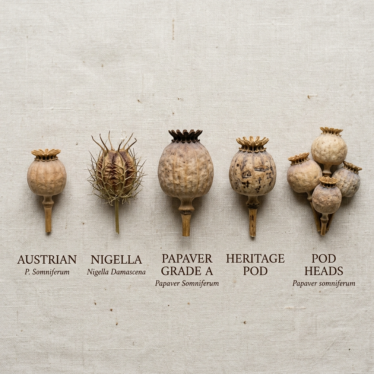 Dried poppy pods botanical flat-lay comparing Austrian, Nigella, Papaver Grade A, Heritage Pod, and Pod Heads varieties