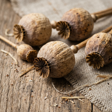 Dried Papaver somniferum seed capsules on a natural surface showing their spherical shape and ridged texture