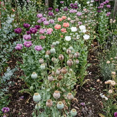 Poppy plants grown from blue poppy pod seeds displaying maturing green seed capsules in a sunny garden bed.