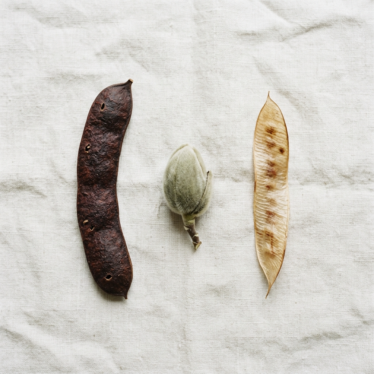 Three types of dried poppy pods Australia — large papaver pods, loose pod heads, and untreated natural pods laid on linen.