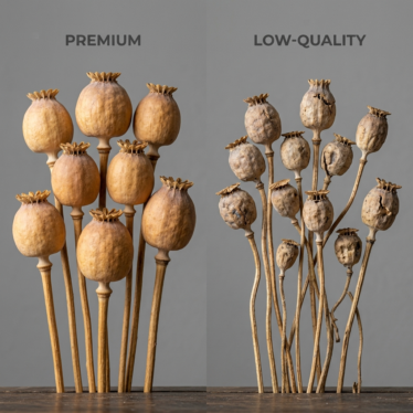 Comparison of premium dried poppy pods with smooth crowns next to lower-quality cracked pods.