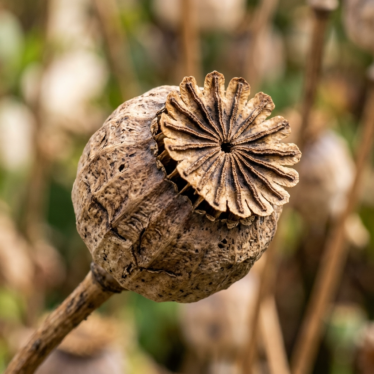 Mature dried Papaver somniferum poppy pod showing the radiating stigmatic disc and capsule structure