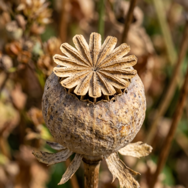 Mature dried Papaver somniferum poppy pod showing the radiating stigmatic disc and capsule structure.
