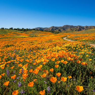 Field of bright orange California poppies blooming in the sun