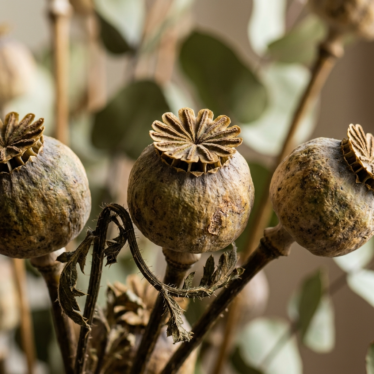 Close-up of premium decorative poppy pods with intact heads and natural color.