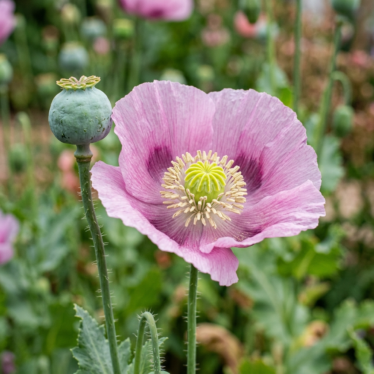 Papaver somniferum poppy flower and green seed pod on the plant.