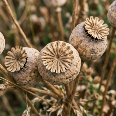 Grade A papaver pods
