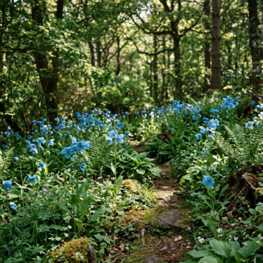 Blue poppy flower seeds grown into mature Meconopsis betonicifolia plants with sky-blue blooms in a shaded garden.