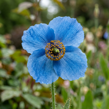 "Close-up of a Meconopsis betonicifolia blue poppy flower showing crepe-textured sky-blue petals."