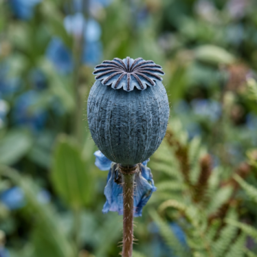 Close-up of a single blue poppy pod capsule with its ribbed crown and slate-blue coloring.