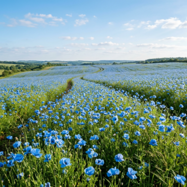 Landscape-scale planting grown from blue poppy seeds bulk in an ornamental garden