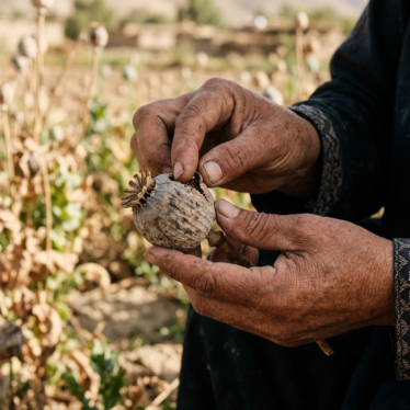 how to choose quality dried poppy pods