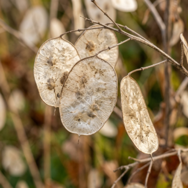 dried seed pods with intact natural texture