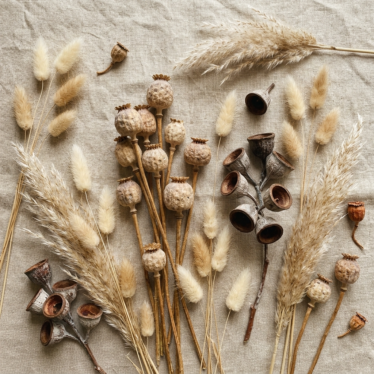 Different types of dried botanicals including dried poppy pods, bell cups, and pampas grass.
