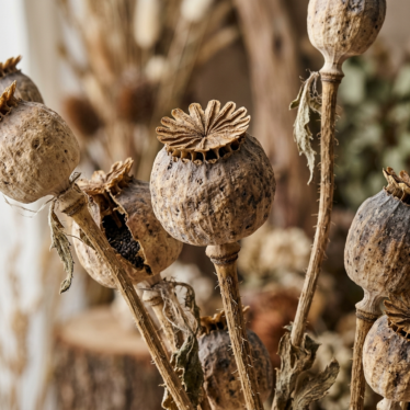 Close-up of dried Papaver somniferum opium poppy pods with seed heads and dried poppy stems.