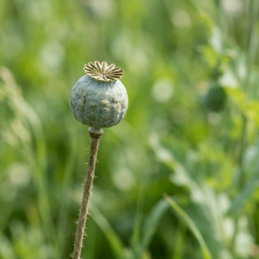 Single Papaver somniferum poppy pod on a stem against a soft green background.