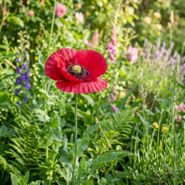 Papaver somniferum poppy flower in a sunny garden